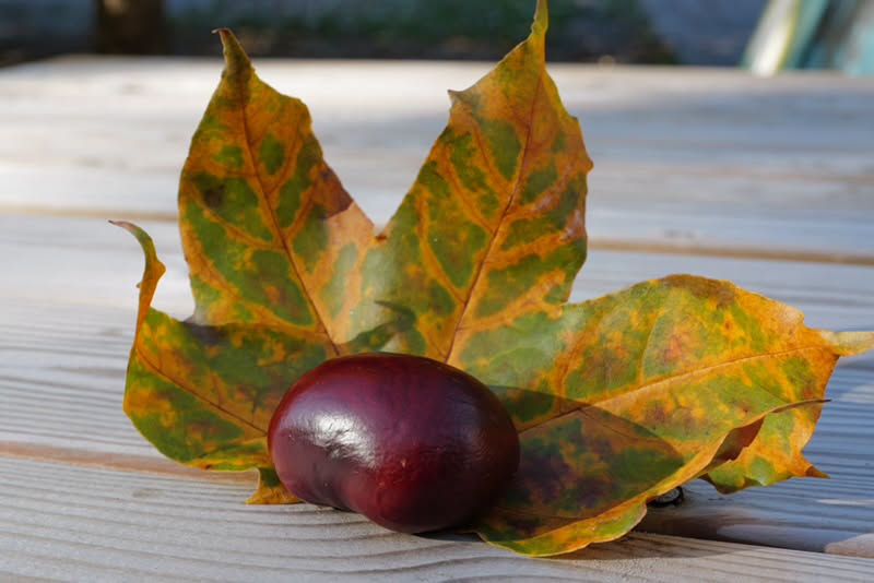 Kan vara en bild av äpple